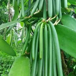 Vanilla planifolia Live Plant - Well Rooted Vanilla Bean Orchid Vine - Image 1