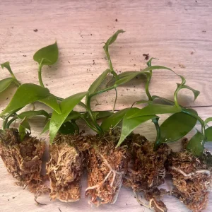 Vanilla planifolia Live Plant - Well Rooted Vanilla Bean Orchid Vine - Image 8