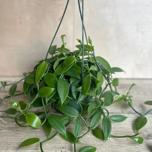 Vanilla Planifolia Orchid Live Plant – 8 inch Pot – Semi-Epiphytic Vine – Indoor/Outdoor - Image 7