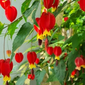 Variegated Abutilon Chinese Lantern Live Starter Plant 4-8" Tall 3" Pot - Bell Hibiscus - Image 1