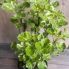 Variegated Balfour Aralia Live Plant - 6 inch Pot Indoor Houseplant - Image 1