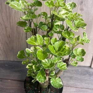 Variegated Balfour Aralia Live Plant - 6 inch Pot Indoor Houseplant - Image 4