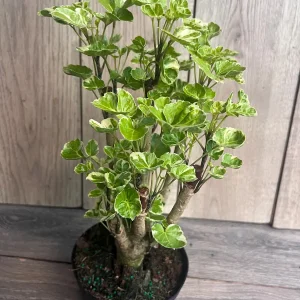 Variegated Balfour Aralia Live Plant - 6 inch Pot Indoor Houseplant - Image 9