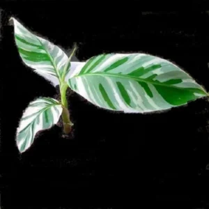 Variegated Banana Seeds – Fruit Seeds – Indoor & Outdoor – 10 Seeds - Image 3