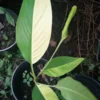 Variegated Banana Tree – Live Plant – Outdoor – Yellow Green Leaves - Image 1