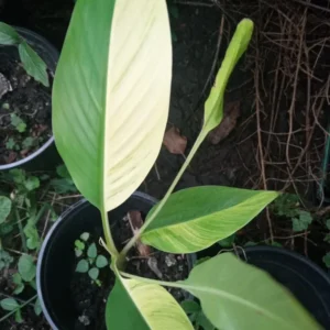 Variegated Banana Tree Live Plant - Yellow & Green Foliage - Seedling - Image 1