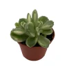 Variegated Bear Paw Succulent Live Plant - Cotyledon Tomentosa - 2.5" Pot - Image 1