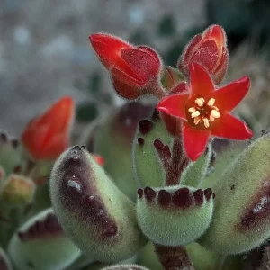 Variegated Bear Paw Succulent Live Plant - Cotyledon Tomentosa - 2.5
