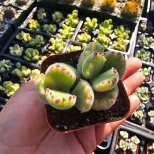 Variegated Bear's Paw Succulent Live Plant Cotyledon Tomentosa 2in or 4in Pot - Image 1