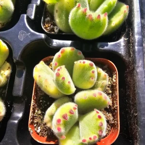 Variegated Bear's Paw Succulent Live Plant Cotyledon Tomentosa 2in or 4in Pot - Image 2
