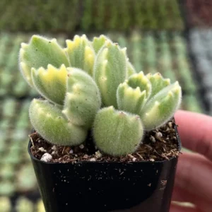 Variegated Bear's Paw Succulent Live Plant - Cotyledon Tomentosa - Potted 2-6 inch - Image 2
