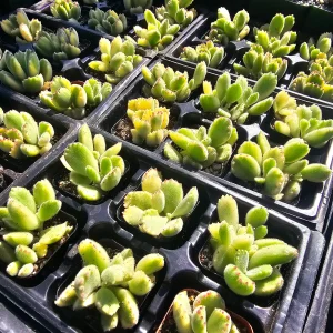 Variegated Bear's Paw Succulent Live Plant Cotyledon Tomentosa 2in or 4in Pot - Image 3