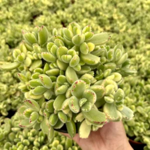 Variegated Bear's Paw Succulent Live Plant - Cotyledon Tomentosa - Potted 2-6 inch - Image 1