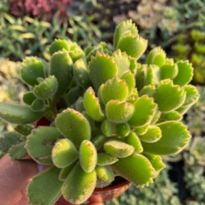 Variegated Bear's Paw Succulent Live Plant - Cotyledon Tomentosa - Potted 2-6 inch - Image 4