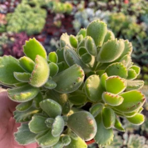 Variegated Bear's Paw Succulent Live Plant - Cotyledon Tomentosa - Potted 2-6 inch - Image 5