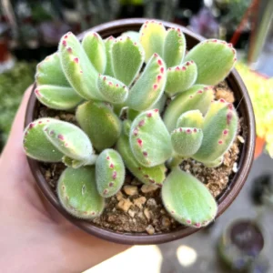 Variegated Bear's Paw Succulent Live Plant - Cotyledon Tomentosa - Potted 2-6 inch - Image 6