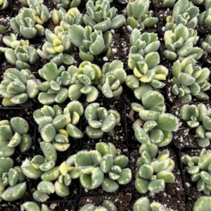 Variegated Bear's Paw Succulent Live Plant - Cotyledon Tomentosa - Potted 2-6 inch - Image 7