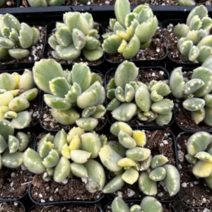 Variegated Bear's Paw Succulent Live Plant - Cotyledon Tomentosa - Potted 2-6 inch - Image 8