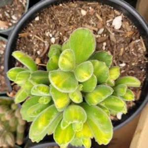 Variegated Bear's Paw Succulent Plant - Cotyledon tomentosa Live Plant - Image 9