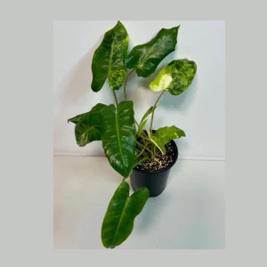 Variegated Burle Marx Philodendron Live Plant - Indoor & Outdoor Tropical Aroid - Image 1