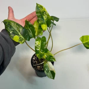 Variegated Burle Marx Philodendron Live Plant - Indoor & Outdoor Tropical Houseplant - Image 1