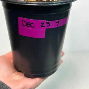 Variegated Burle Marx Philodendron Live Plant - Indoor & Outdoor Tropical Aroid - Image 4