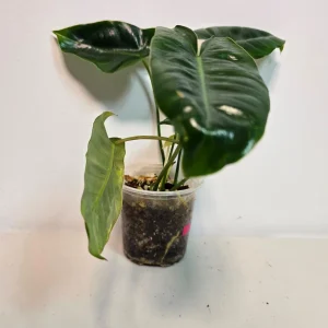 Variegated Burle Marx Philodendron Live Plant - Rare Tropical Houseplant - Image 2