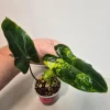 Variegated Burle Marx Philodendron Live Plant - Tropical Houseplant - Image 1