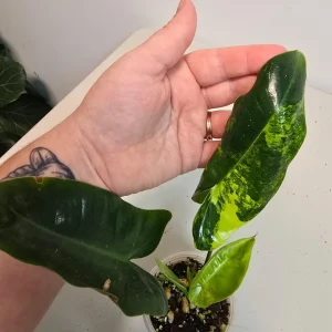 Variegated Burle Marx Philodendron Live Plant - Tropical Houseplant - Image 2