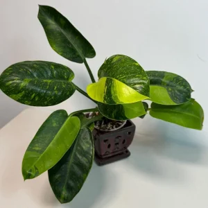 Variegated Burle Marx Philodendron Live Plant - Tropical Houseplant - Image 3