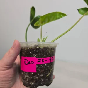 Variegated Burle Marx Philodendron Live Plant - Tropical Houseplant - Image 4