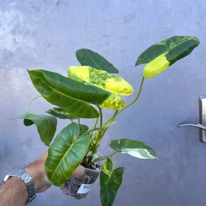 Variegated Burle Marx Philodendron - Live Tropical Potted Houseplant Indoor/Outdoor - Image 2