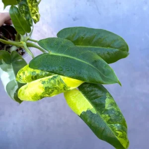 Variegated Burle Marx Philodendron - Live Tropical Potted Houseplant Indoor/Outdoor - Image 3