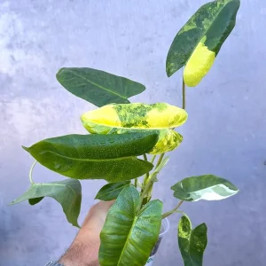 Variegated Burle Marx Philodendron - Live Tropical Potted Houseplant Indoor/Outdoor - Image 4