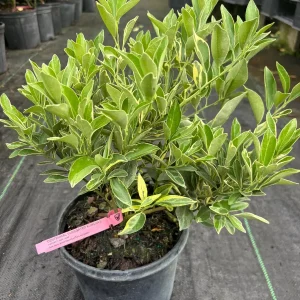 Variegated Centennial Kumquat Live Plant – 1 Gallon – 1-2 Feet Tall - Image 3