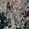 Variegated Chilean Guava Live Plant - Ugni Molinae 'Flambeau' - 1 Gallon Pot - Image 1