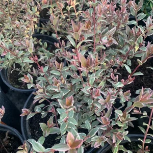 Variegated Chilean Guava Live Plant - Ugni Molinae 'Flambeau' - 1 Gallon Pot - Image 1