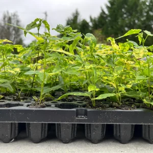 Variegated Chinese Lantern Abutilon Live Plant – Flowering Maple – 3.25 inch Pot – Indoor/Outdoor - Image 4