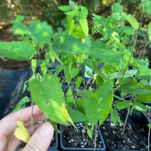 Variegated Chinese Lantern Abutilon Live Plant – Flowering Maple – 3.25 inch Pot – Indoor/Outdoor - Image 5