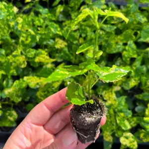 Variegated Chinese Lantern Abutilon Live Plant – Flowering Maple – 3.25 inch Pot – Indoor/Outdoor - Image 7