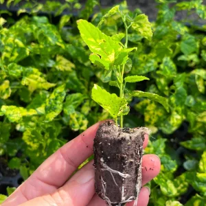 Variegated Chinese Lantern Abutilon Live Plant – Flowering Maple – 3.25 inch Pot – Indoor/Outdoor - Image 8