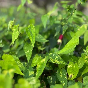 Variegated Chinese Lantern Abutilon Live Plant – Flowering Maple – 3.25 inch Pot – Indoor/Outdoor - Image 9