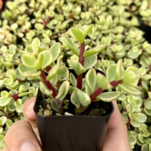 Variegated Elephant Bush Live Plant - Portulacaria Afra 'Variegata' - 2