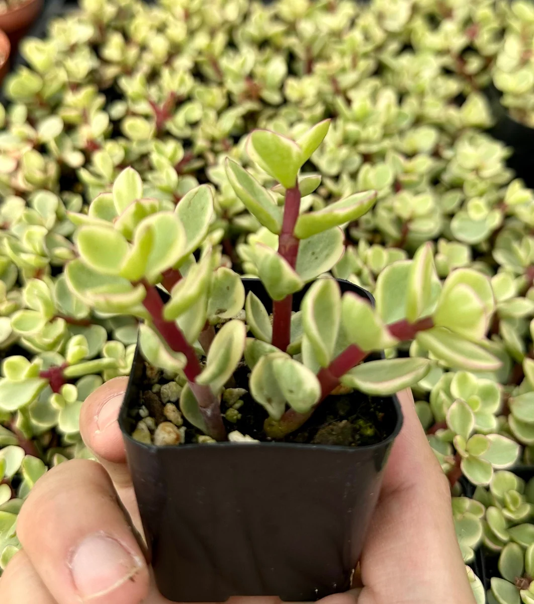 Variegated Elephant Bush Live Plant - Portulacaria Afra 'Variegata' - 2"/4" Pot - Indoor/Outdoor - Image 2