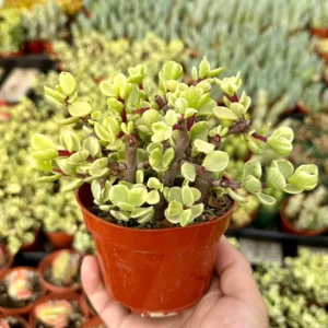 Variegated Elephant Bush Live Plant - Portulacaria Afra 'Variegata' - 2