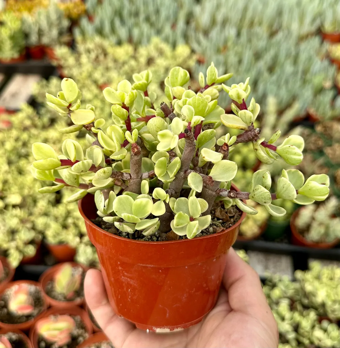 Variegated Elephant Bush Live Plant - Portulacaria Afra 'Variegata' - 2"/4" Pot - Indoor/Outdoor - Image 3