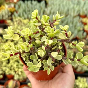 Variegated Elephant Bush Live Plant - Portulacaria Afra 'Variegata' - 2