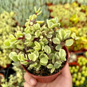 Variegated Elephant Bush Live Plant - Portulacaria Afra 'Variegata' - 2