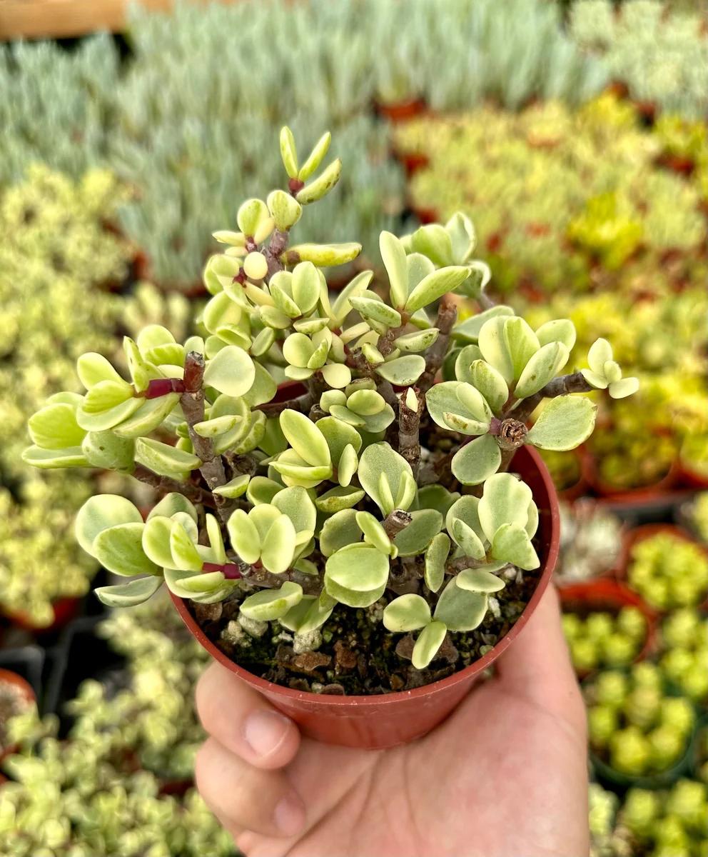 Variegated Elephant Bush Live Plant - Portulacaria Afra 'Variegata' - 2"/4" Pot - Indoor/Outdoor - Image 4