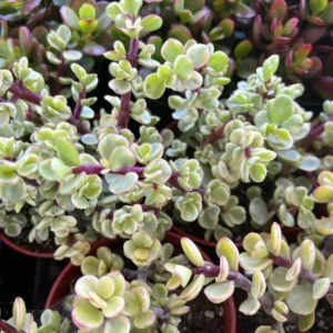 Variegated Elephant Bush Live Plant - Portulacaria Afra 'Variegata' - 2